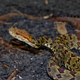 A lance-headed pit viper (Courtesy Wold Wildlife Fund / Liang Zhang)